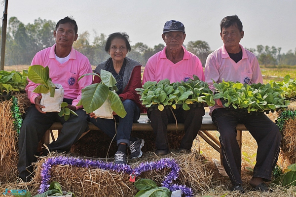 สมาคมการค้ายาสูบไทย พาสื่อเยี่ยมชมไร่ยาสูบเบอร์เลย์ จ.เพชรบูรณ์