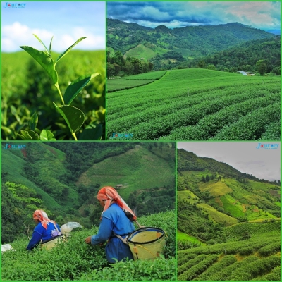 Coffee &amp; Tea Gastronomy and the Green Trip in Chiangrai